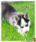 Wolf Dog